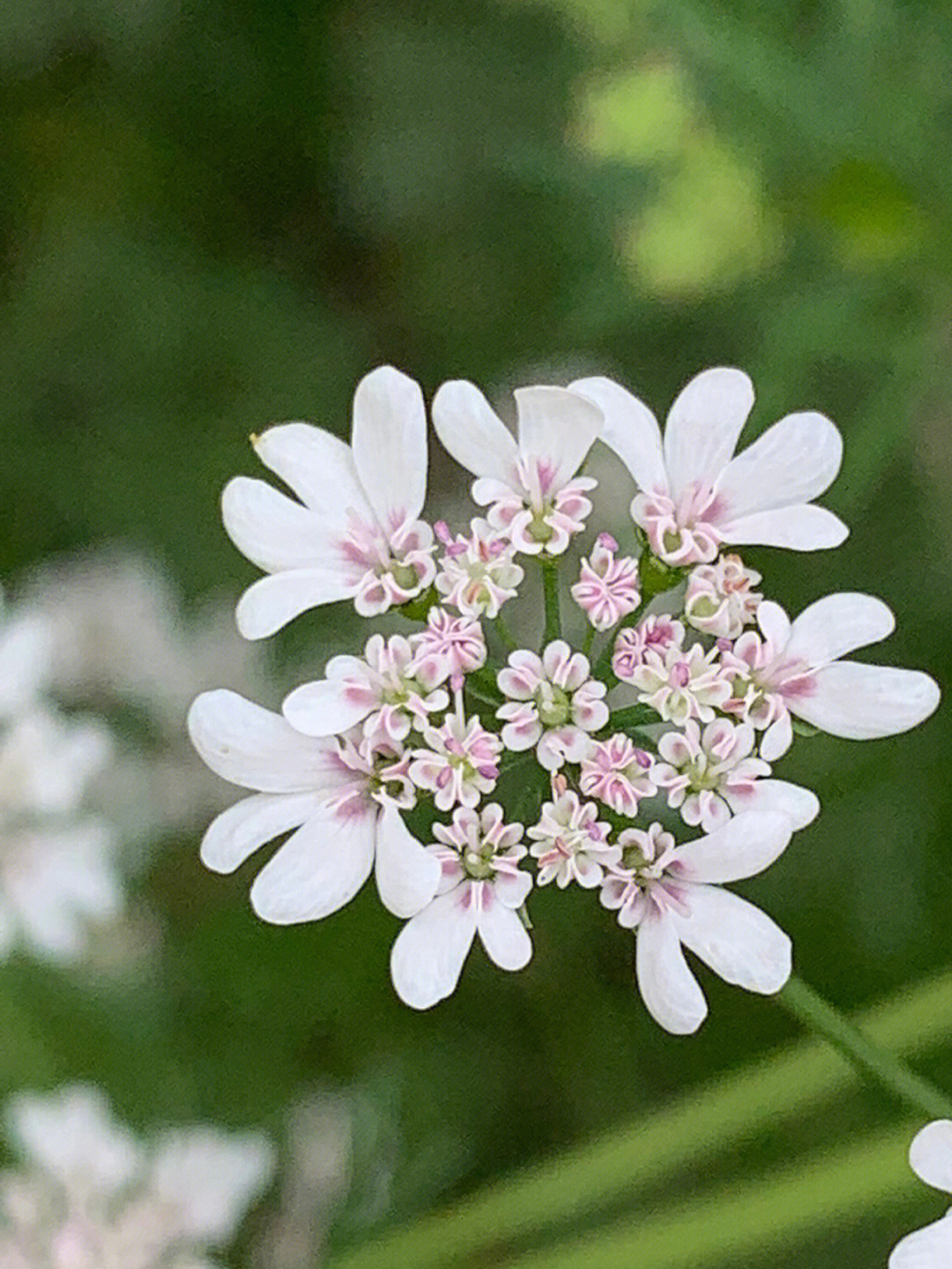 一束香菜花图片