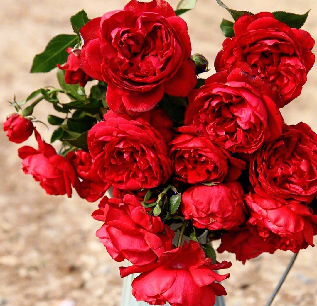 香格里拉之梦：16朵红玫瑰代表什么意思？16