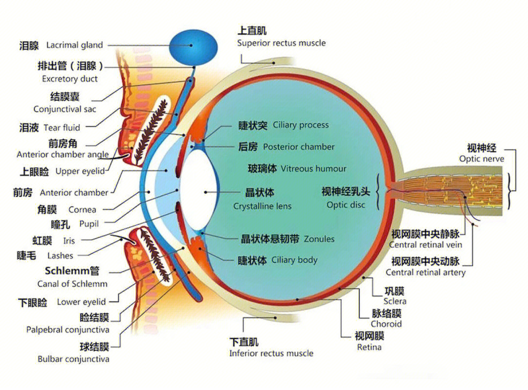 眼球基本结构示意图图片