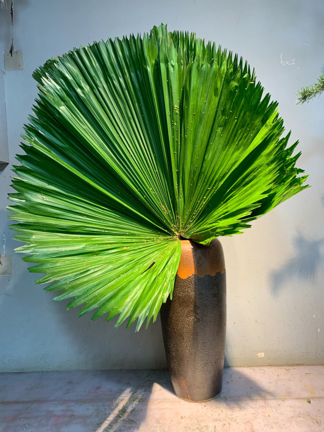 自然风干造型之王两用叶材圆形棕榈叶