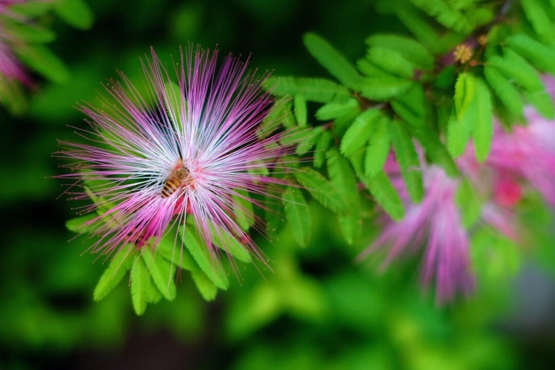 花园里面的合欢花大开