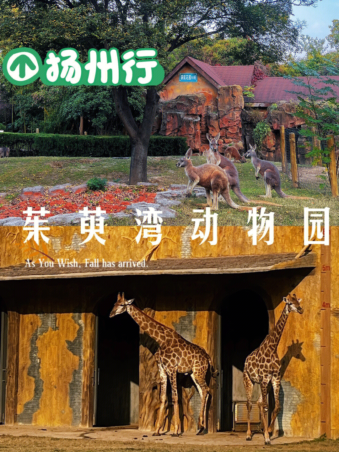扬州茱萸湾动物园门票图片