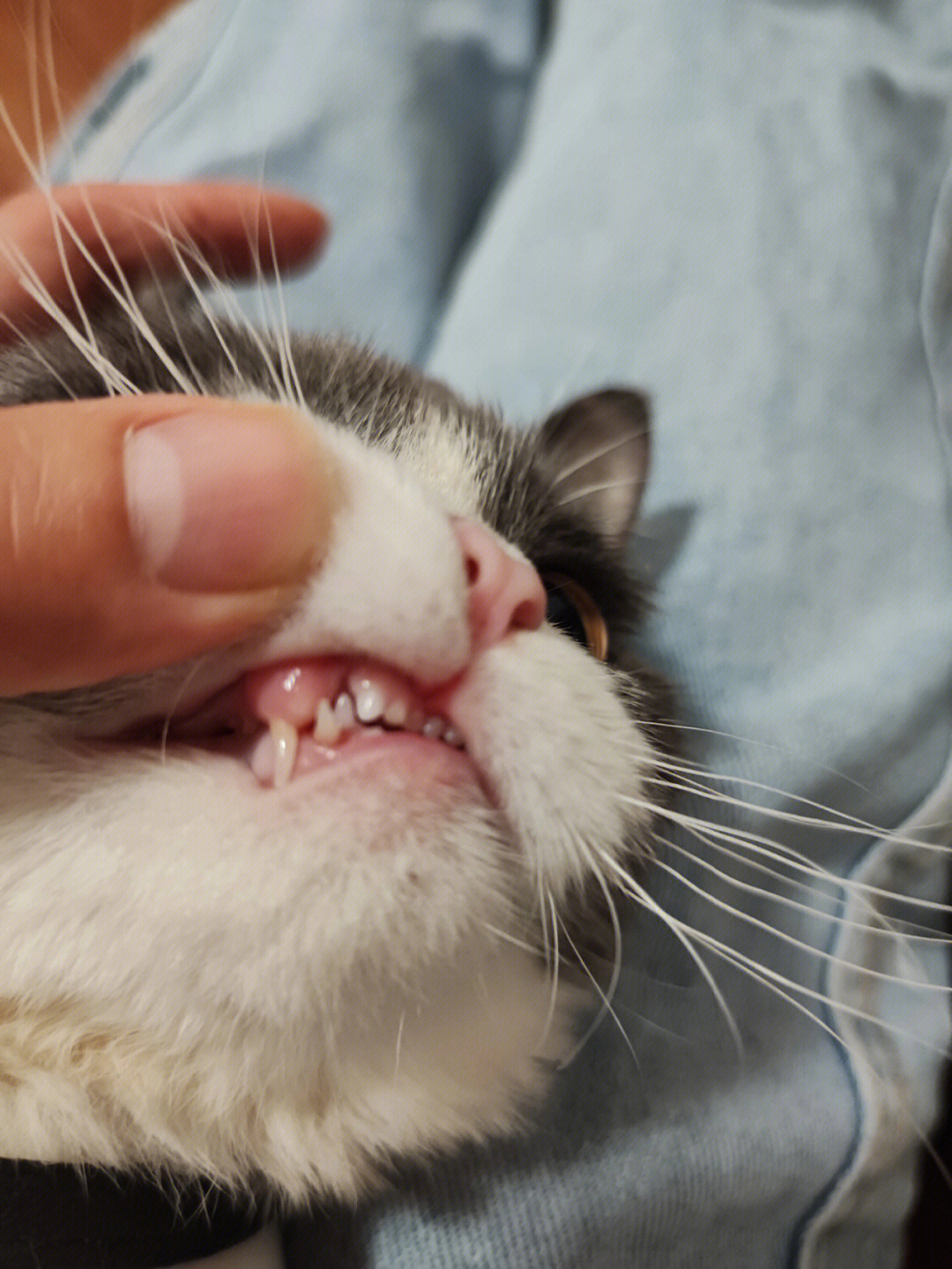 1个月的猫牙齿图 满月图片