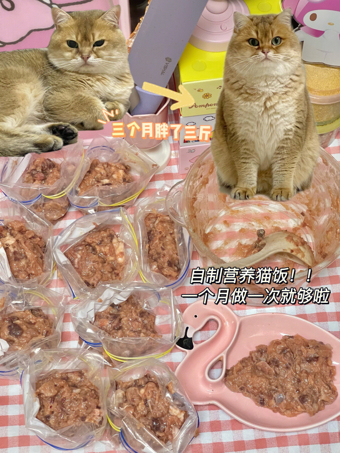 猫饭分享|40成本制作一个月的猫饭!简单爱吃