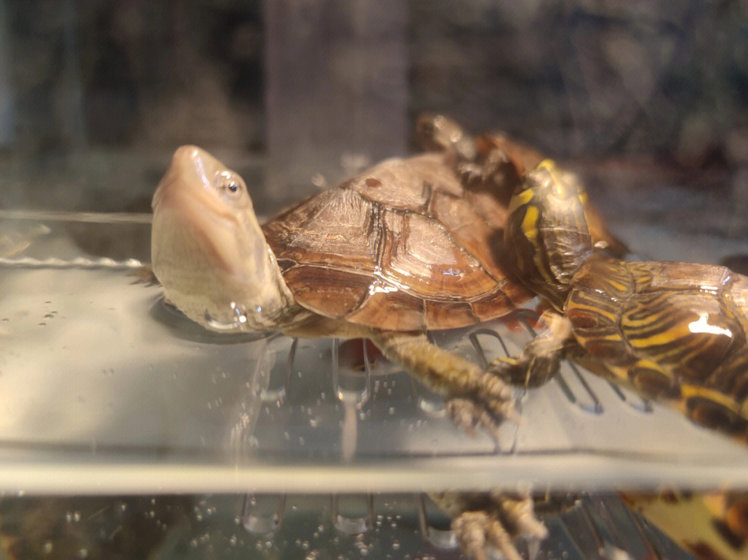黄喉拟水龟雌雄辨别图图片