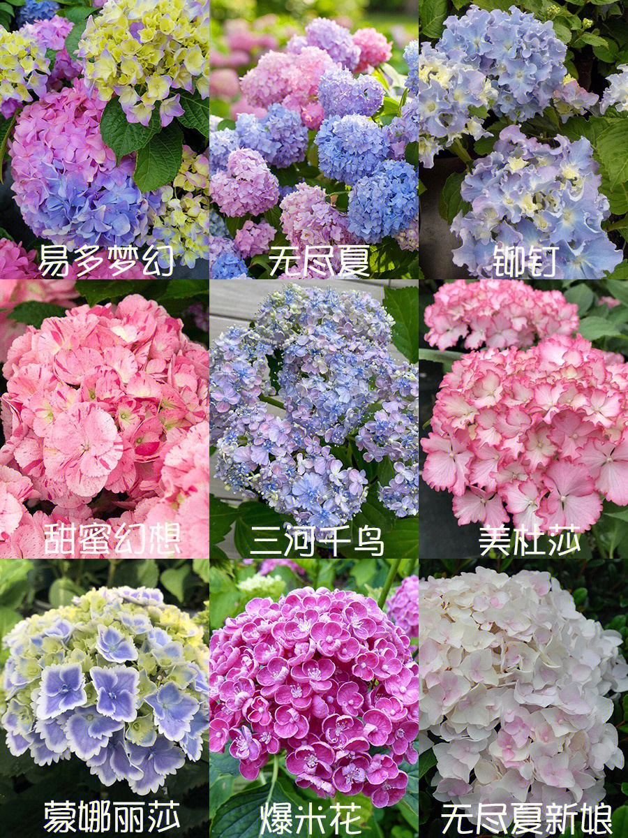 绣球花品种排名图片