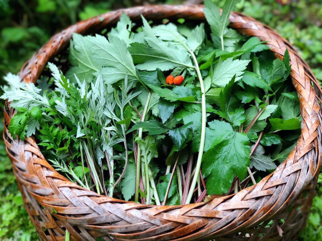 狗棒棒野菜功效图片