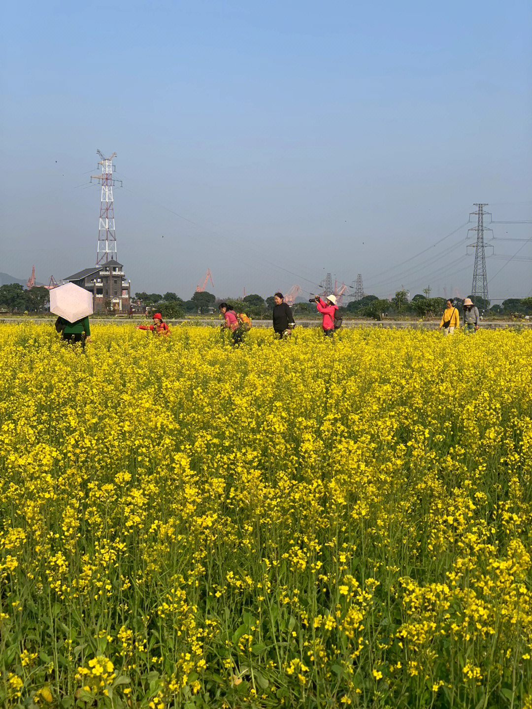 广州油菜花景点在哪里图片