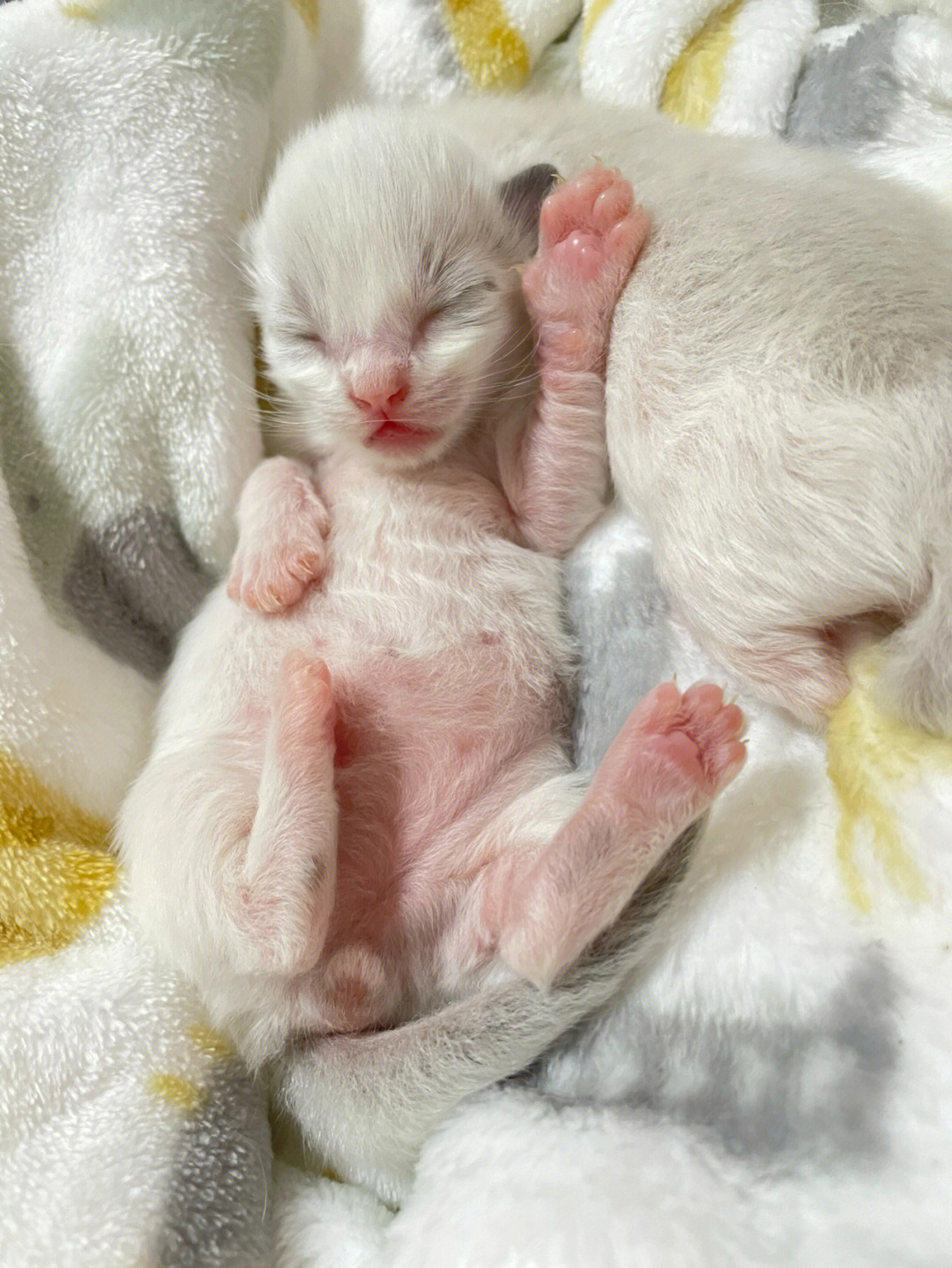 布偶猫从出生到一岁变化