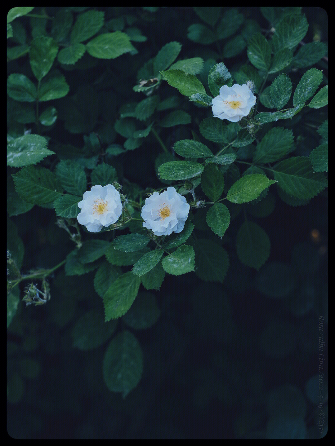 白蔷薇的眼泪图片