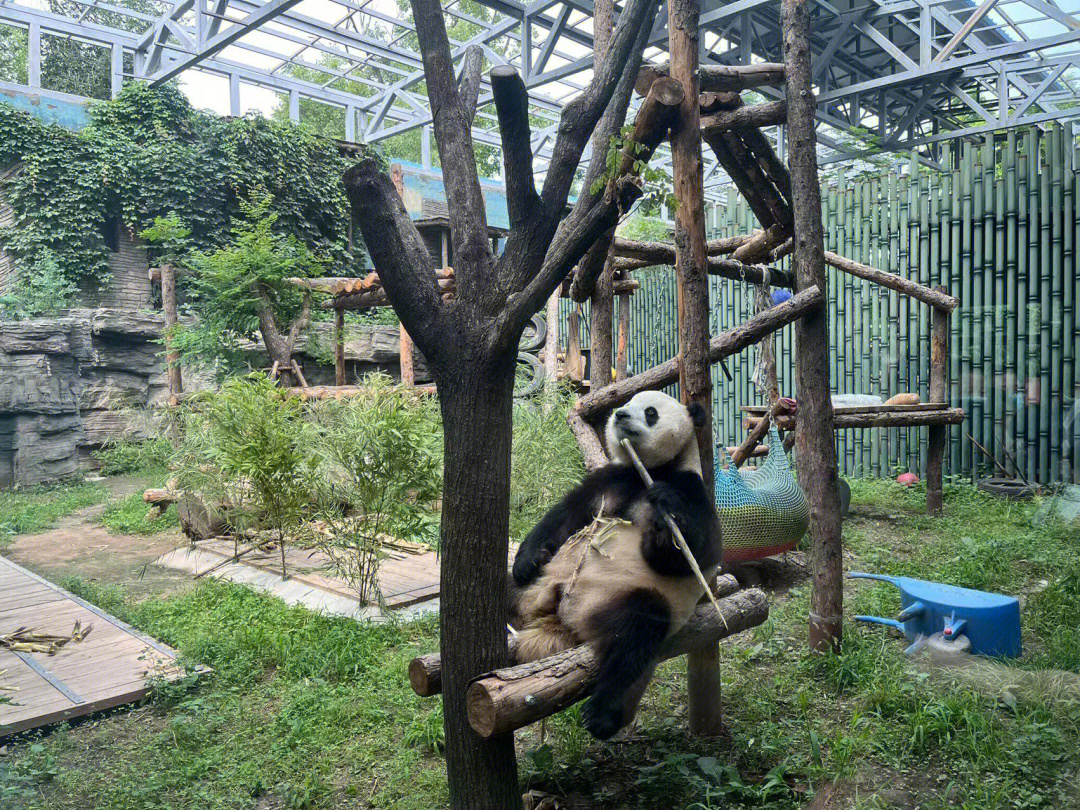 北京动物园大熊猫太可爱啦