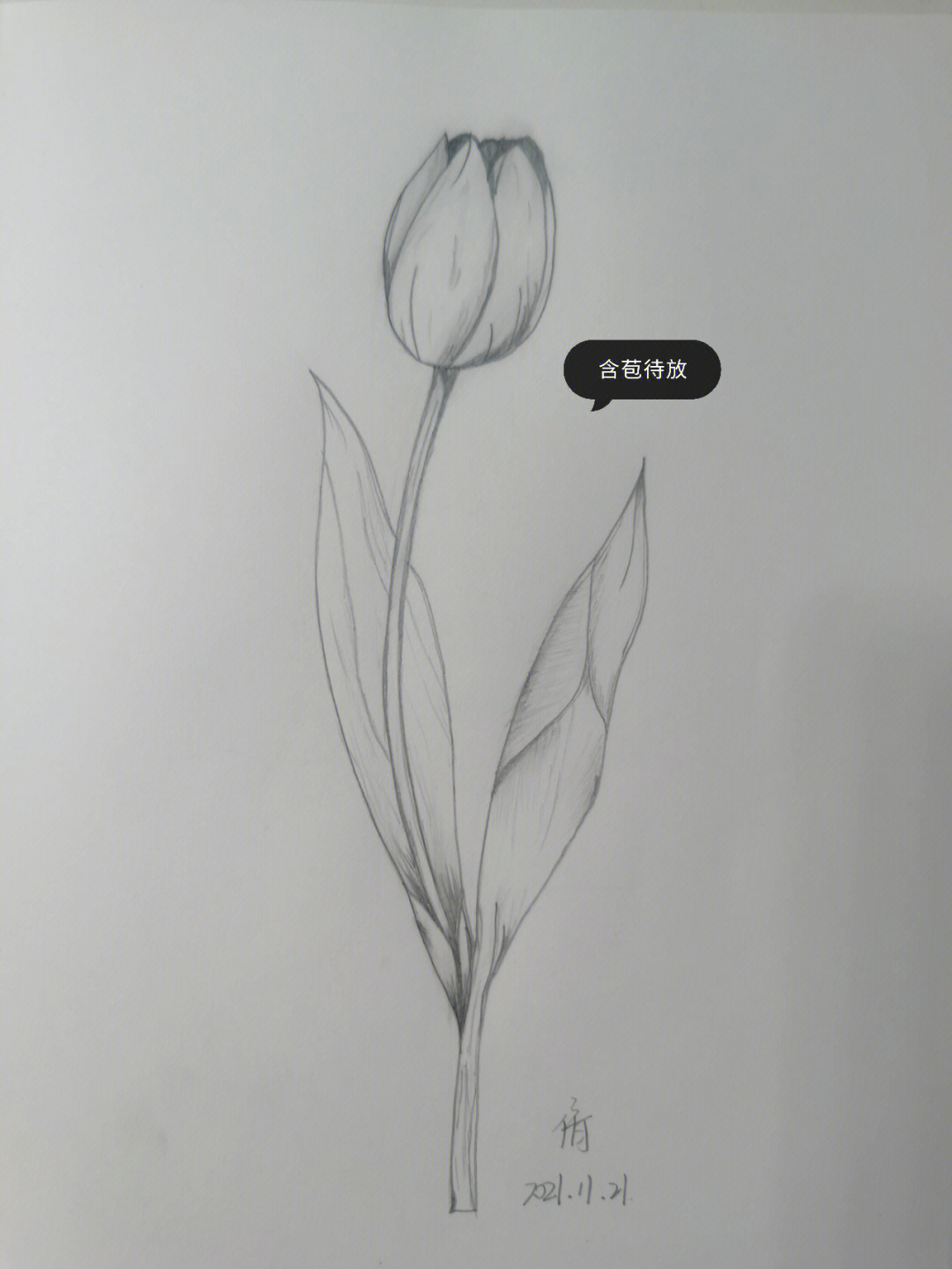 植物素描画速描图片