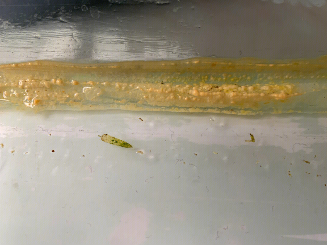 鱼缸壁上长了菌膜图片图片