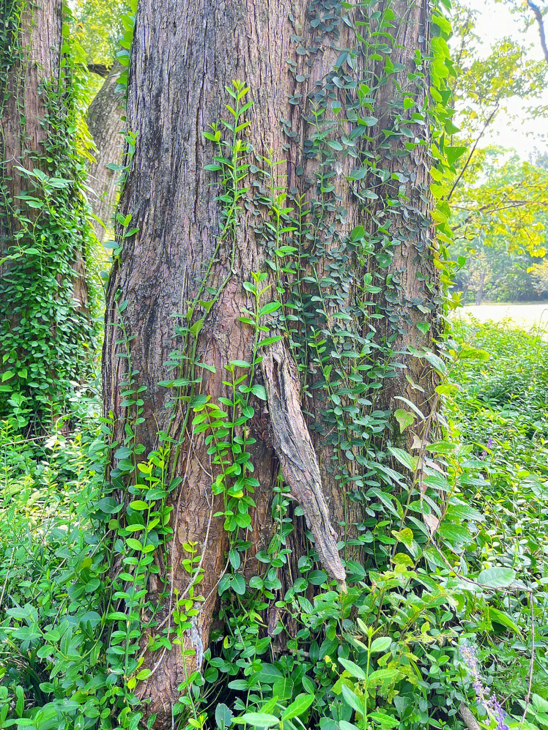 树桩上缠绕的藤蔓绘画图片