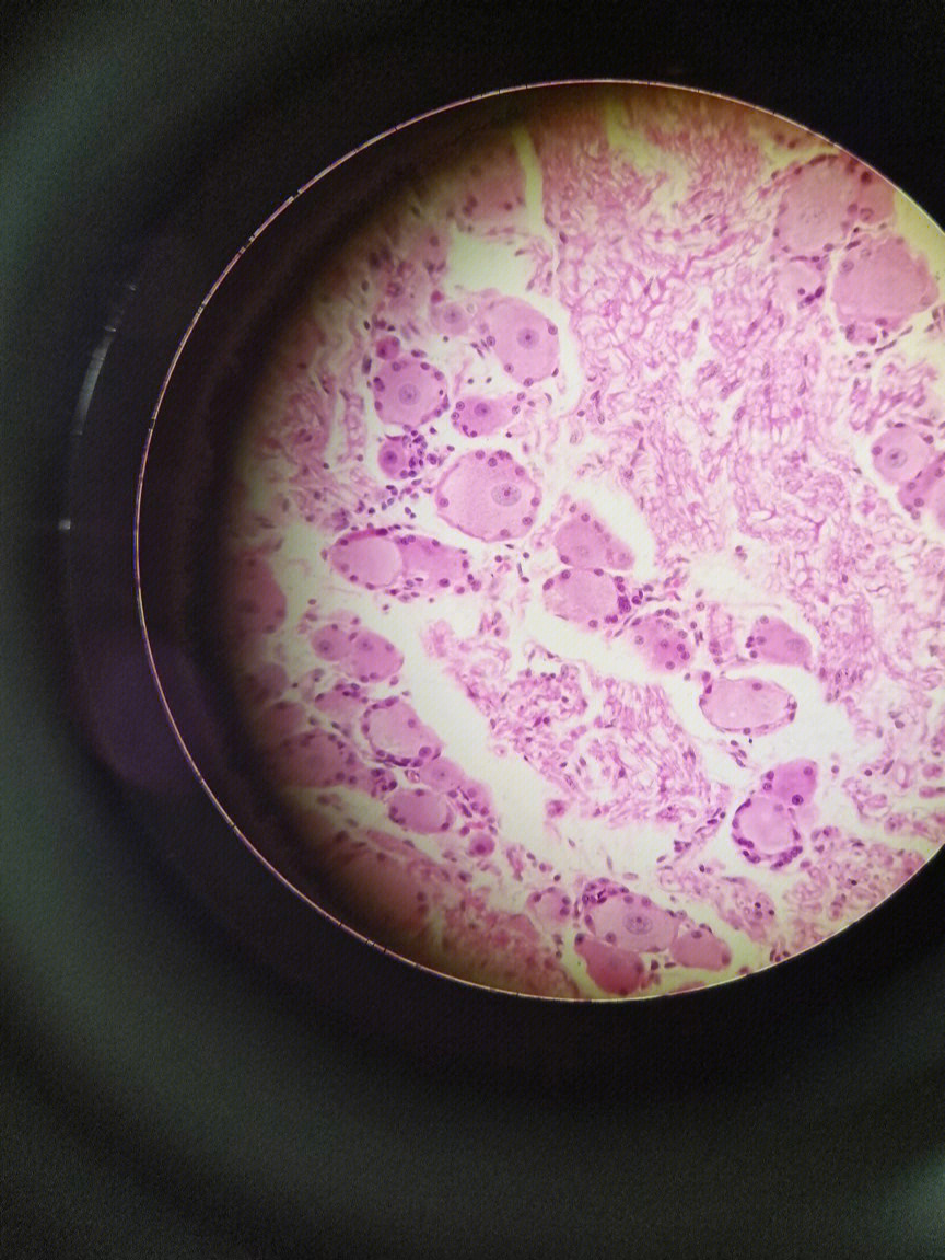 高尔基复合体显微镜图片