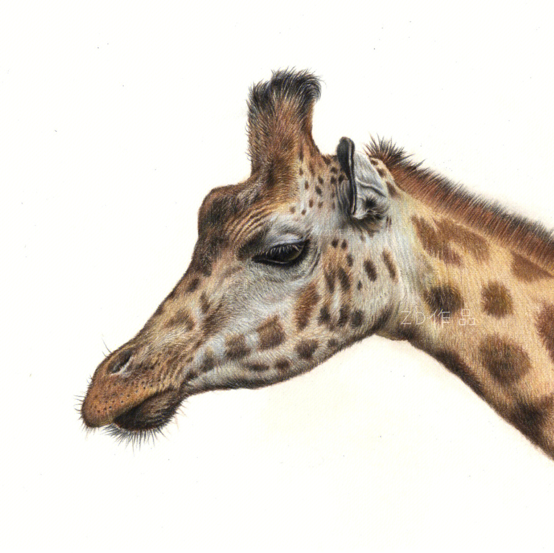 长颈鹿怎么画 彩铅图片