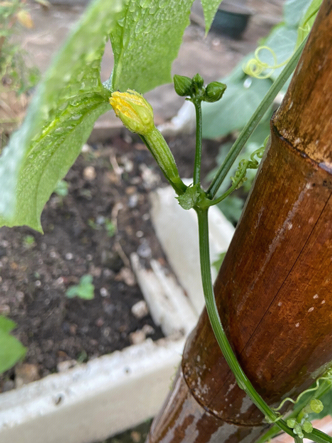 丝瓜雌花雄花区别图片