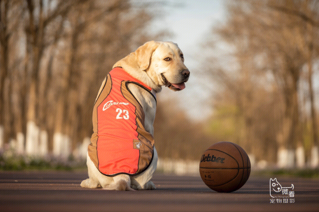 驯养篮球犬图片