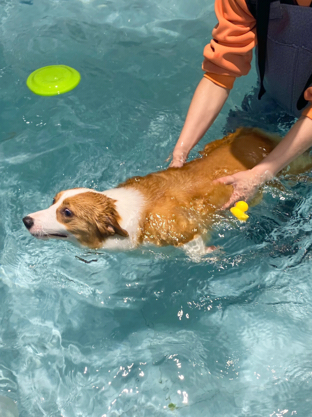 游泳狗刨基本动作图解图片