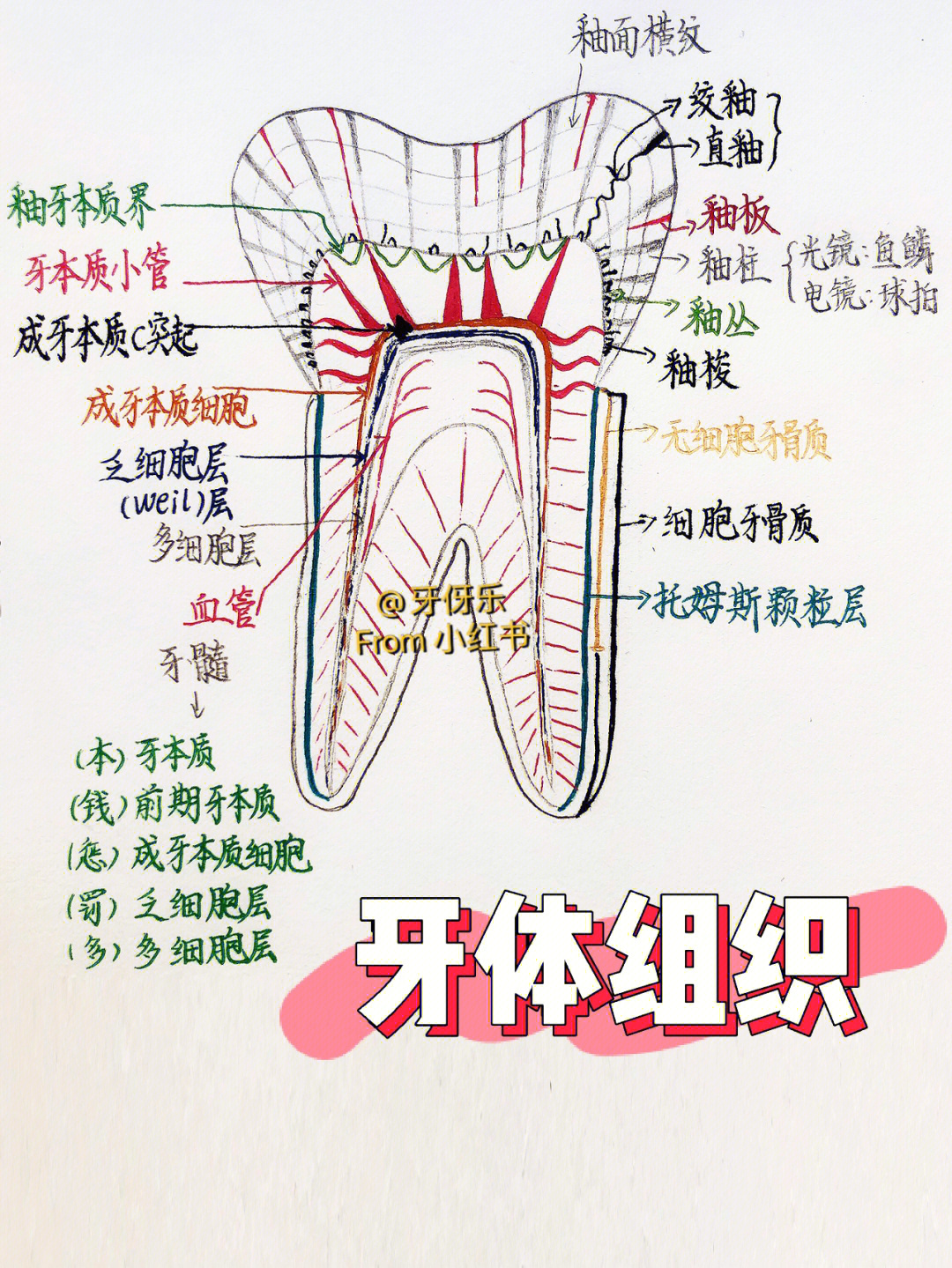 牙体组织纵断磨片绘图图片