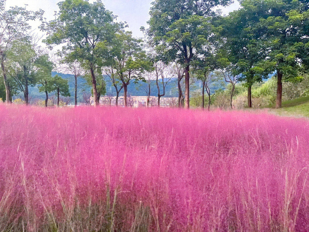 牛岗山公园网红粉黛乱子草拍照