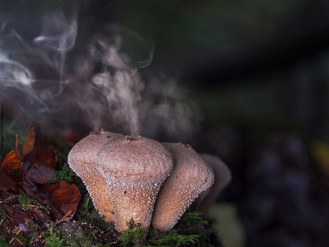 马勃这个蘑菇会冒奇特的烟雾