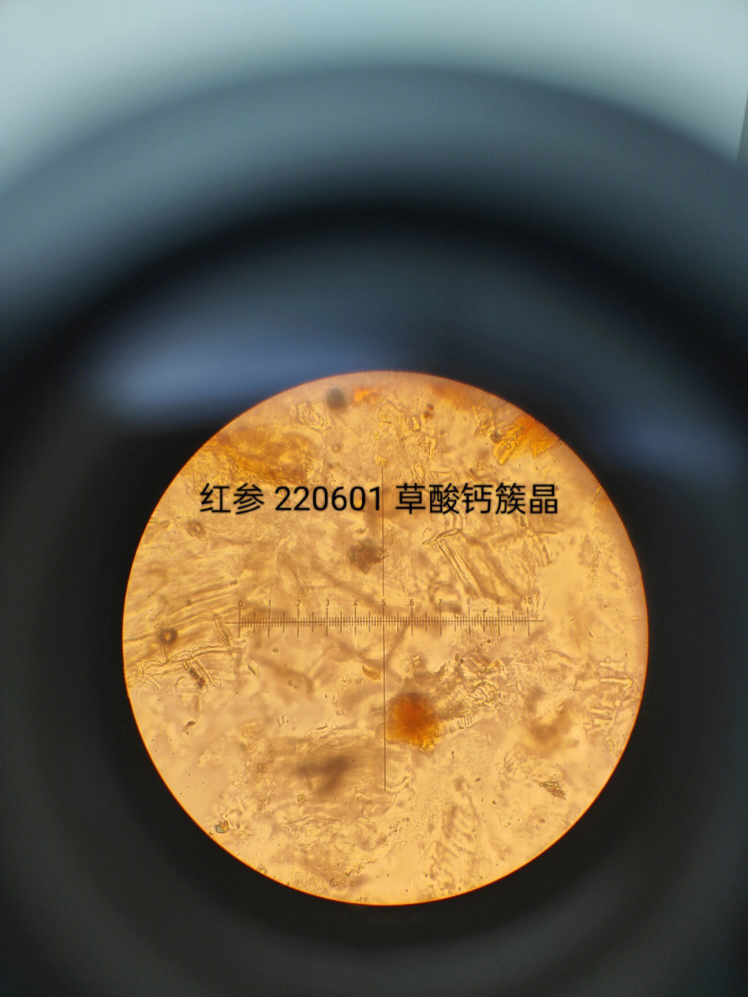 黄芪的显微特征图片图片