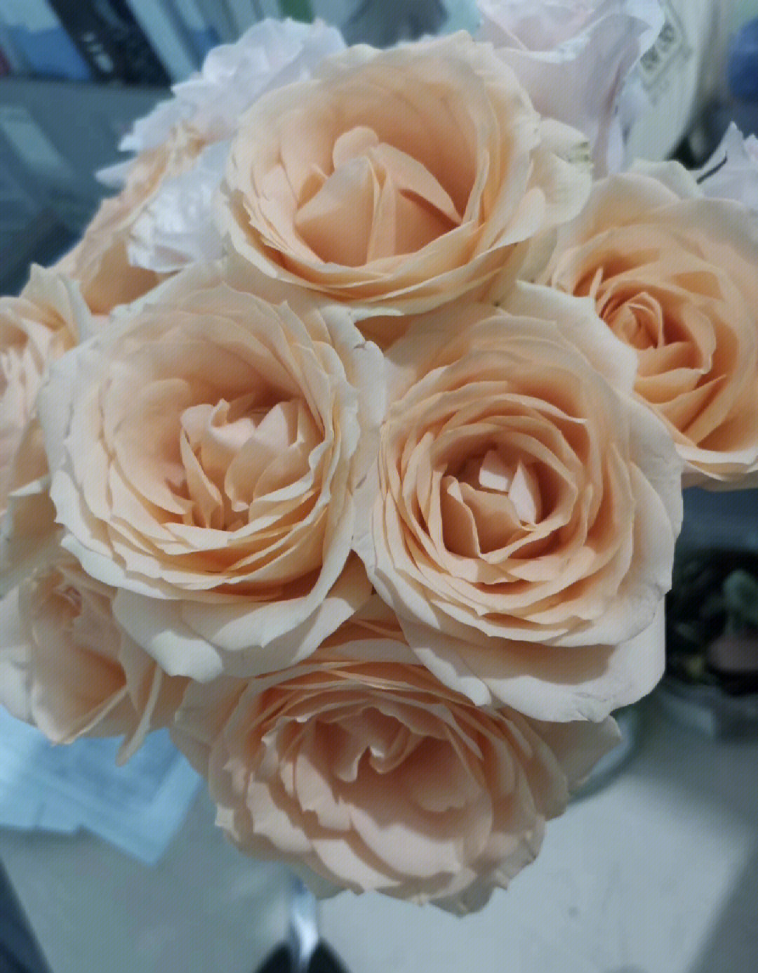 蜜桃雪山玫瑰花语图片