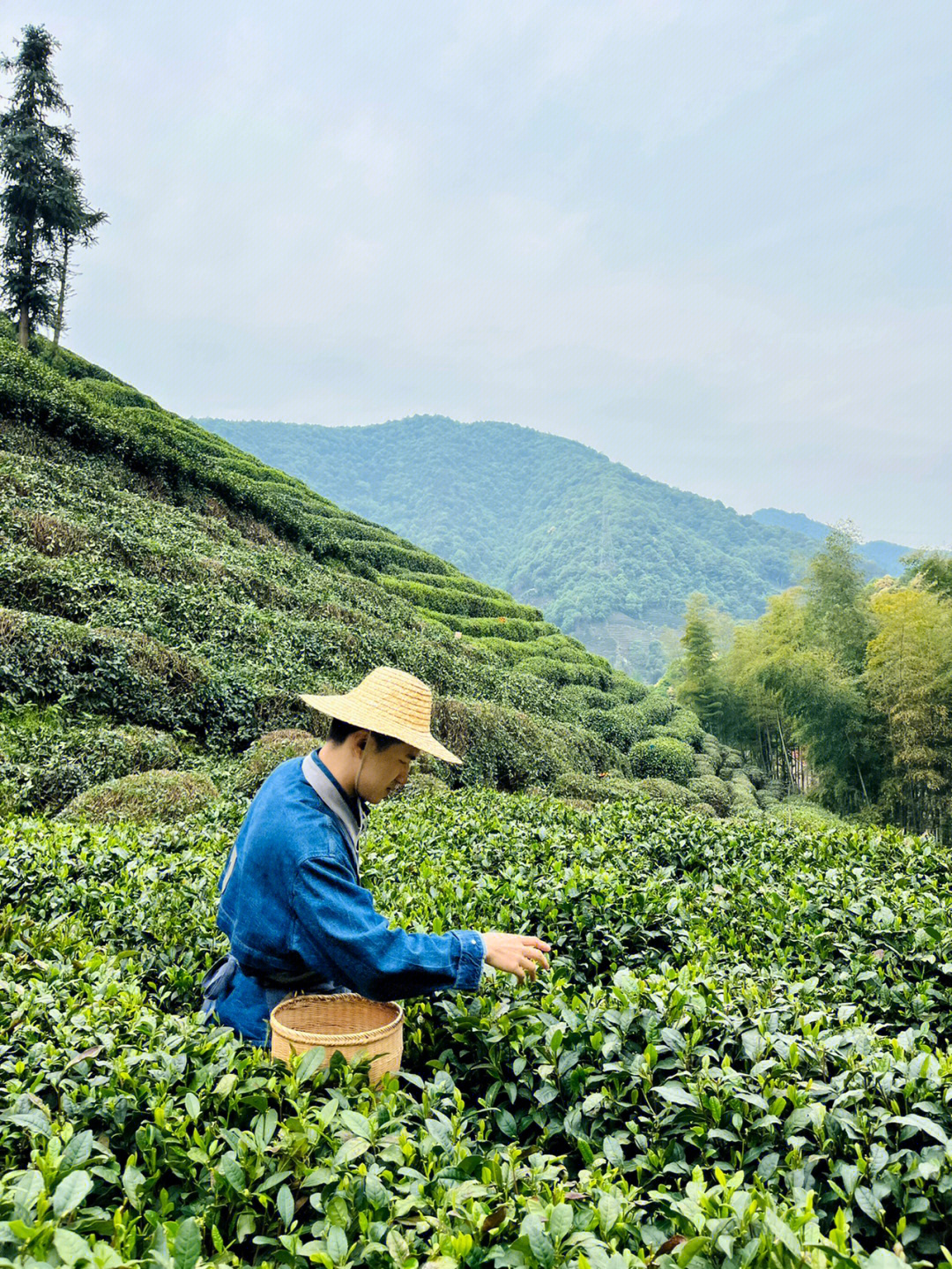 春日采茶77制茶77喝茶