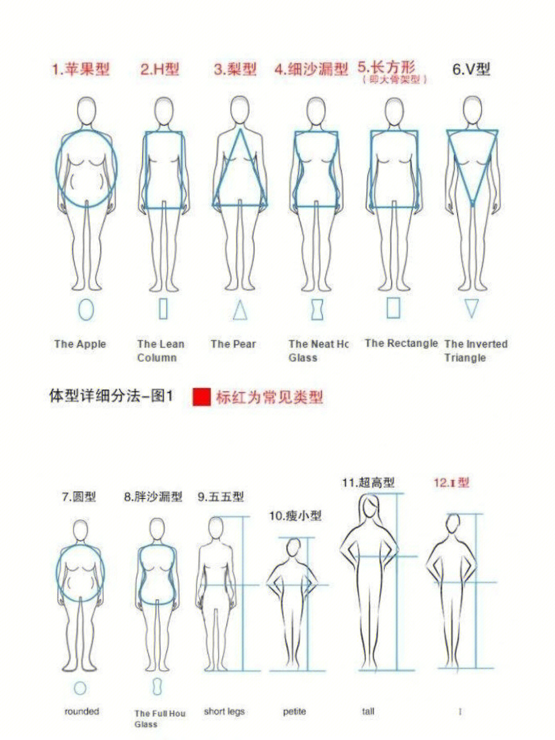 人体构照图表图片