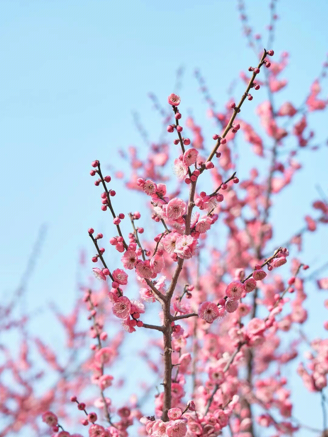 梅花什么时候开花图片