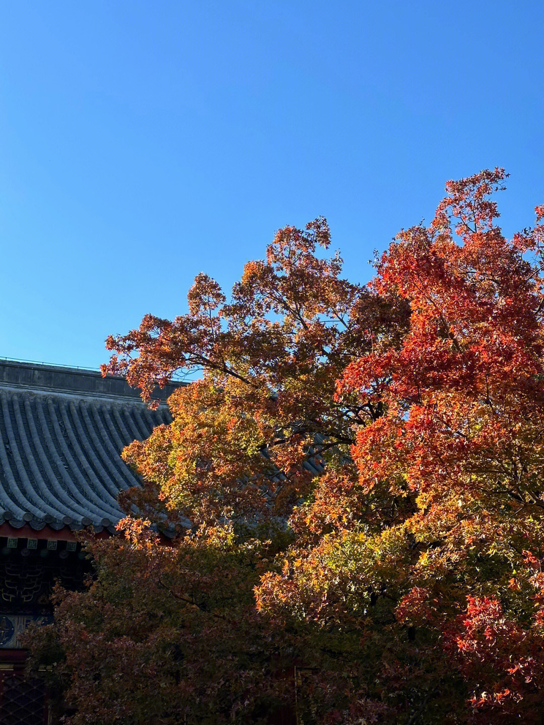 香山红叶