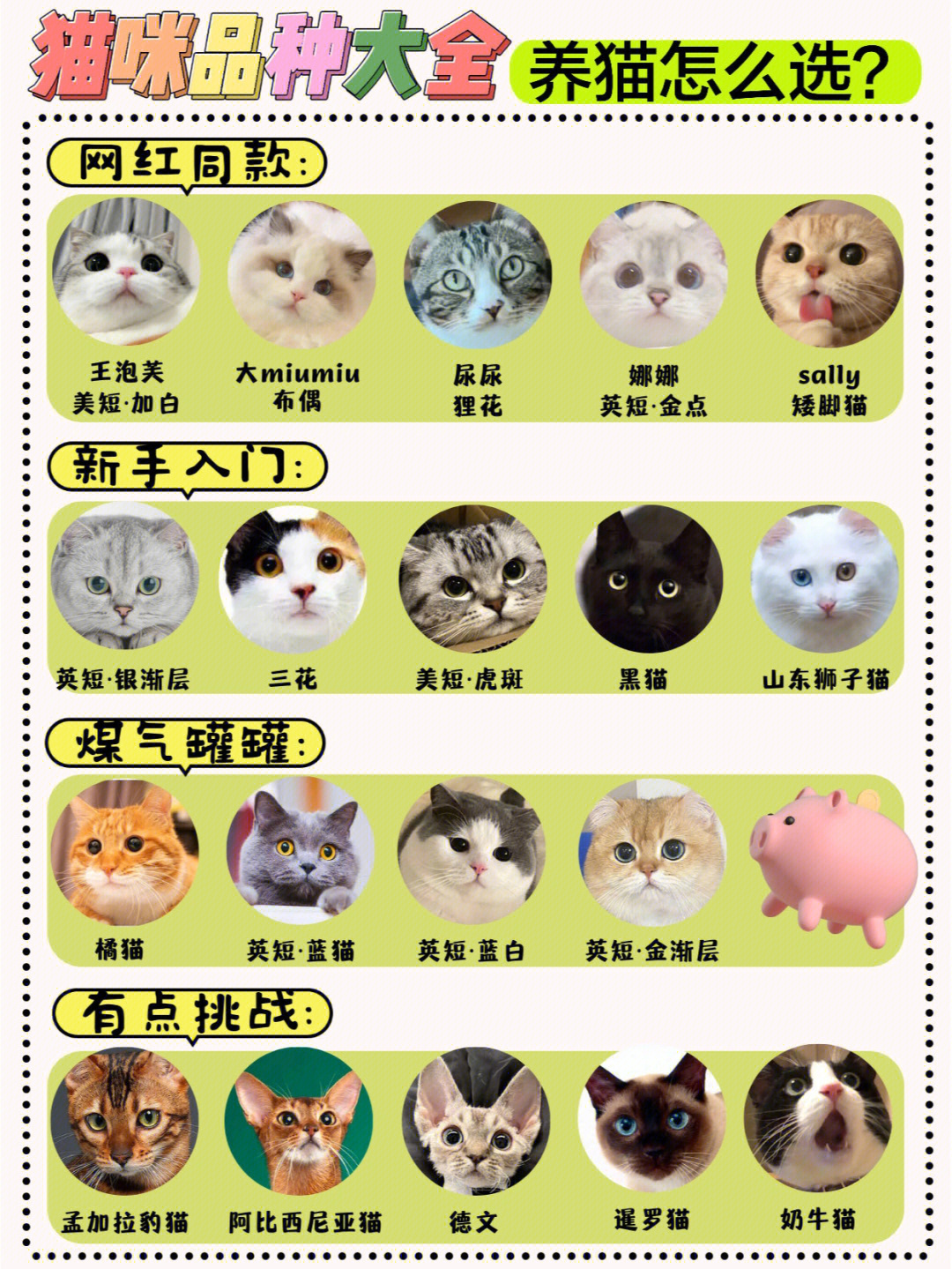 猫咪品种大全一篇教会㊙新手养猫怎么选