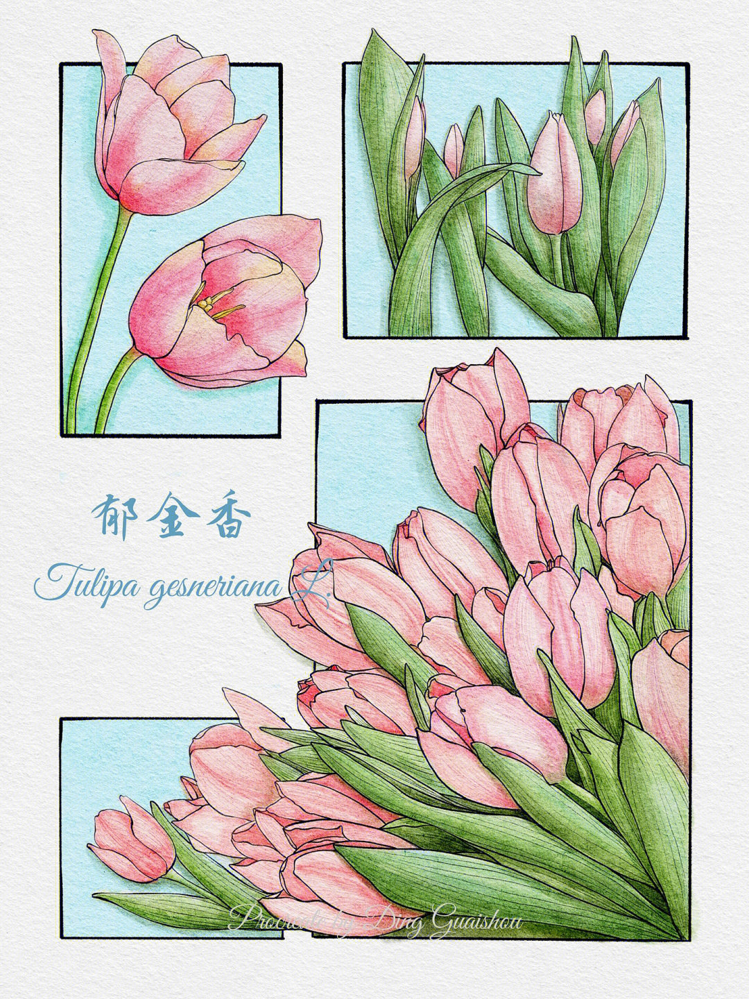 郁金香花海画法图片