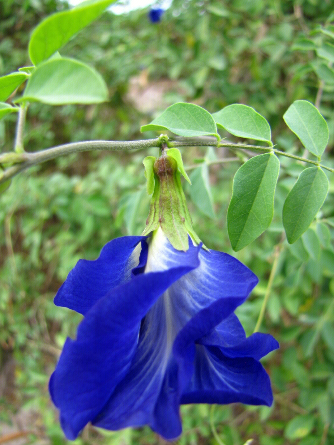 蓝蝴蝶花语及寓意图片