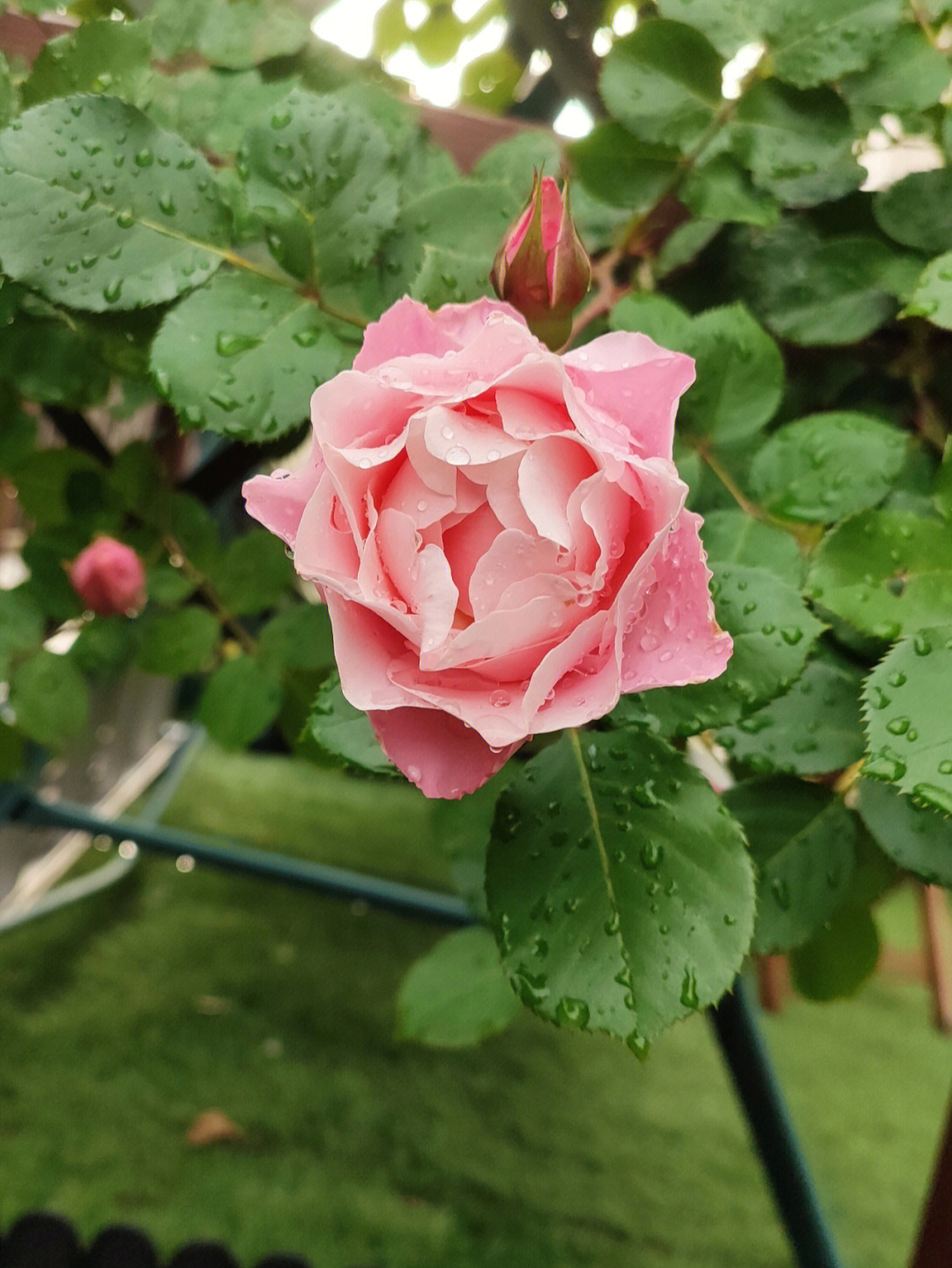 达芙妮,日本木村卓工培养的月季品种,开始粉色,特殊的温度光照下有