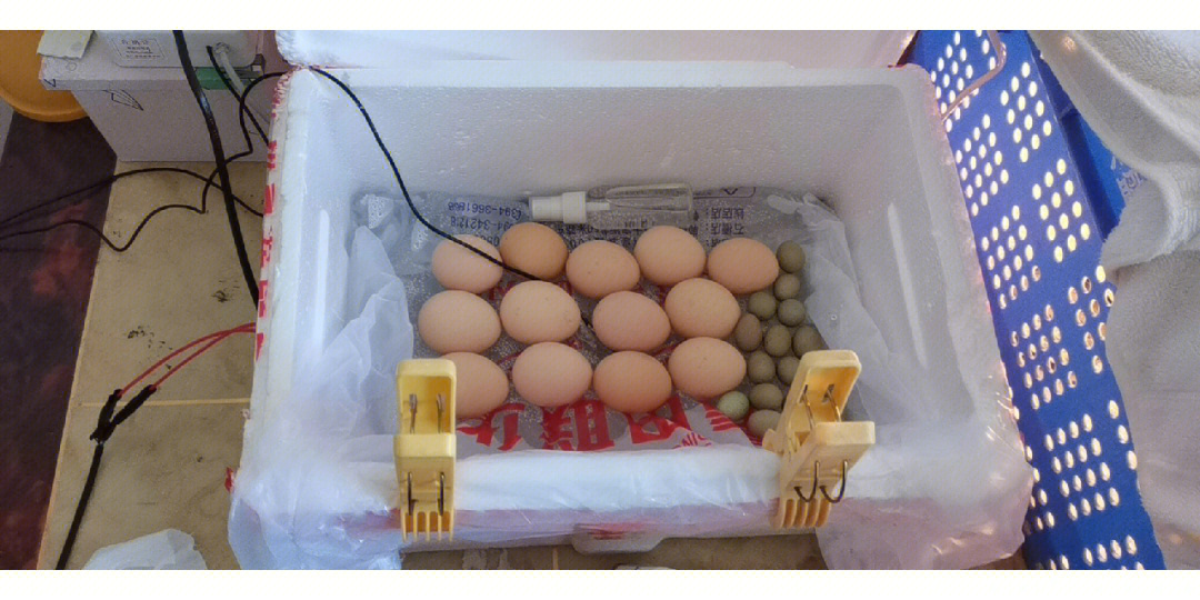 水床孵化鸡蛋教程图片
