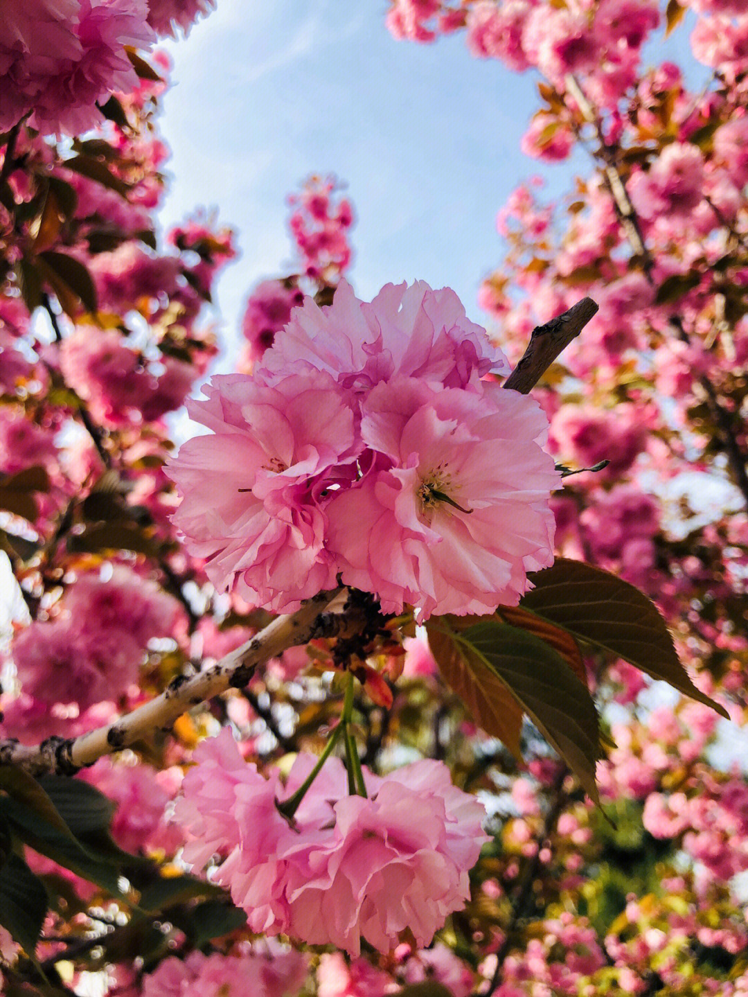 春天里的粉红精灵樱花