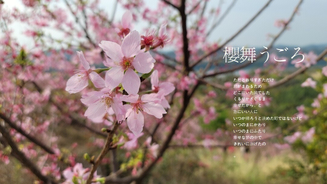 制作植物名片樱花图片