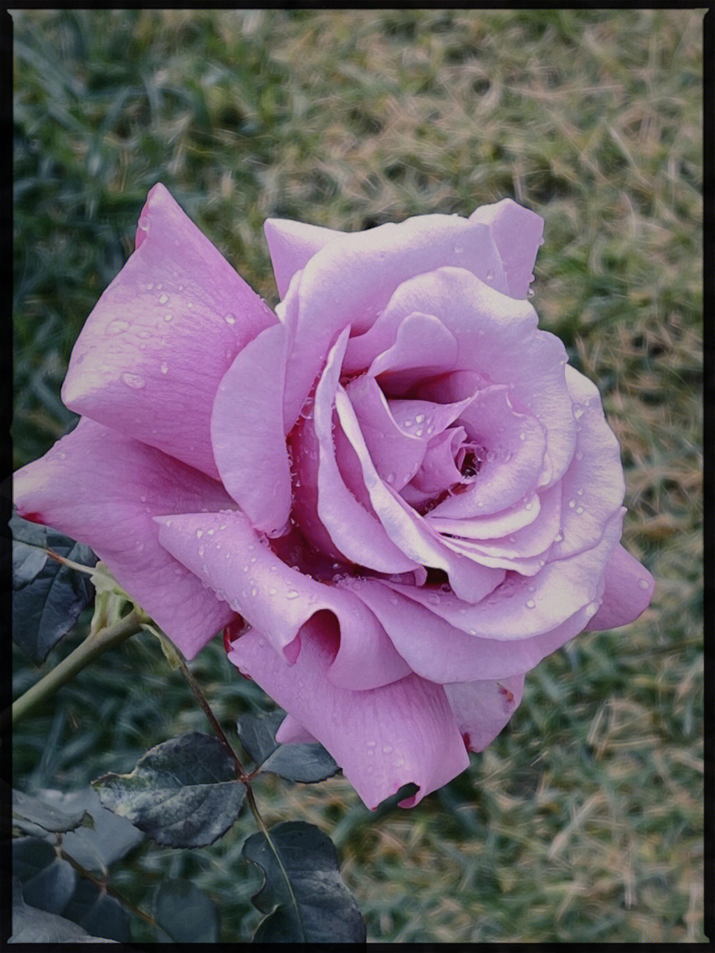 花型不是特别标准,但是她的花色从开始的紫玫红慢慢演变成有