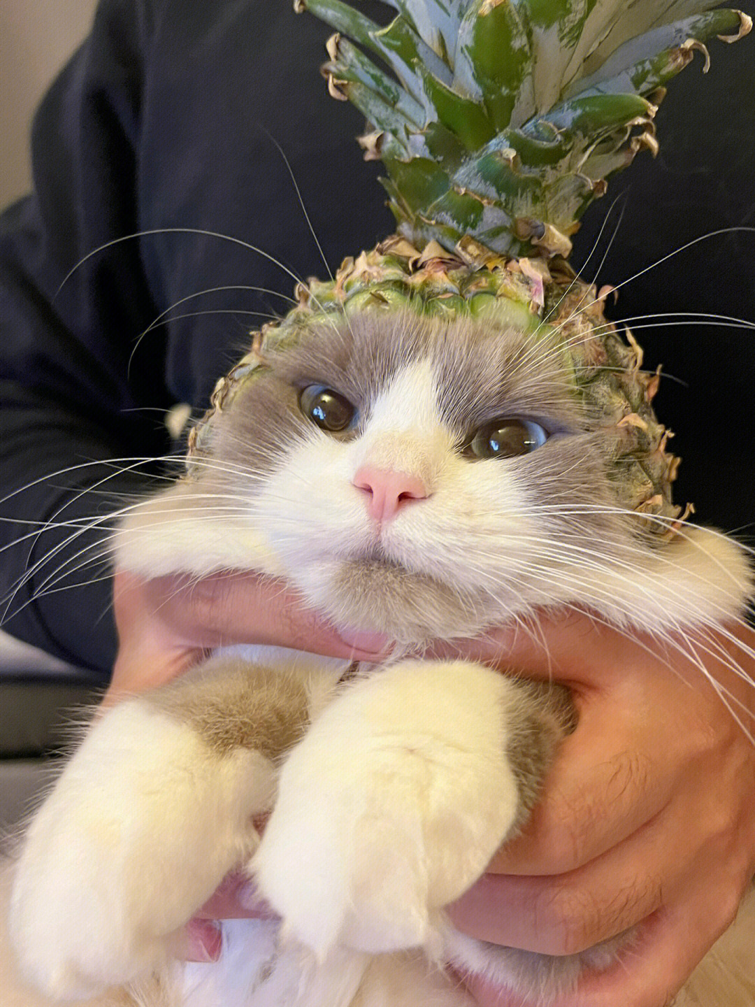 买一个新鲜菠萝 把果肉掏空给猫猫做一个帽子猫猫戴菠萝头盔真的好