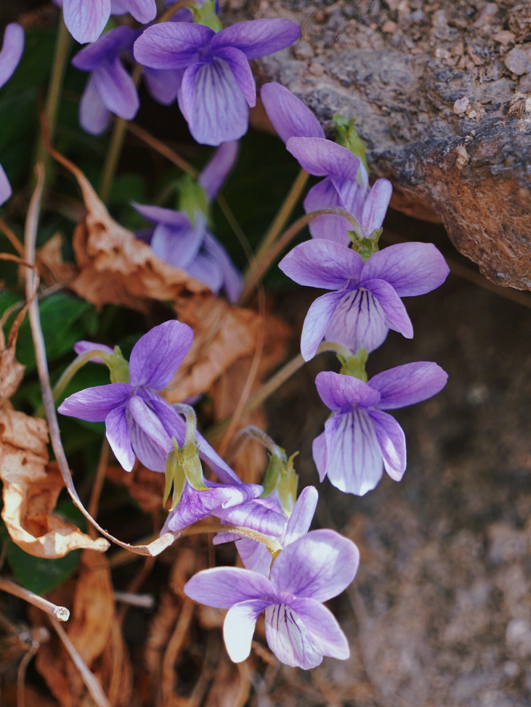 紫堇的花语图片