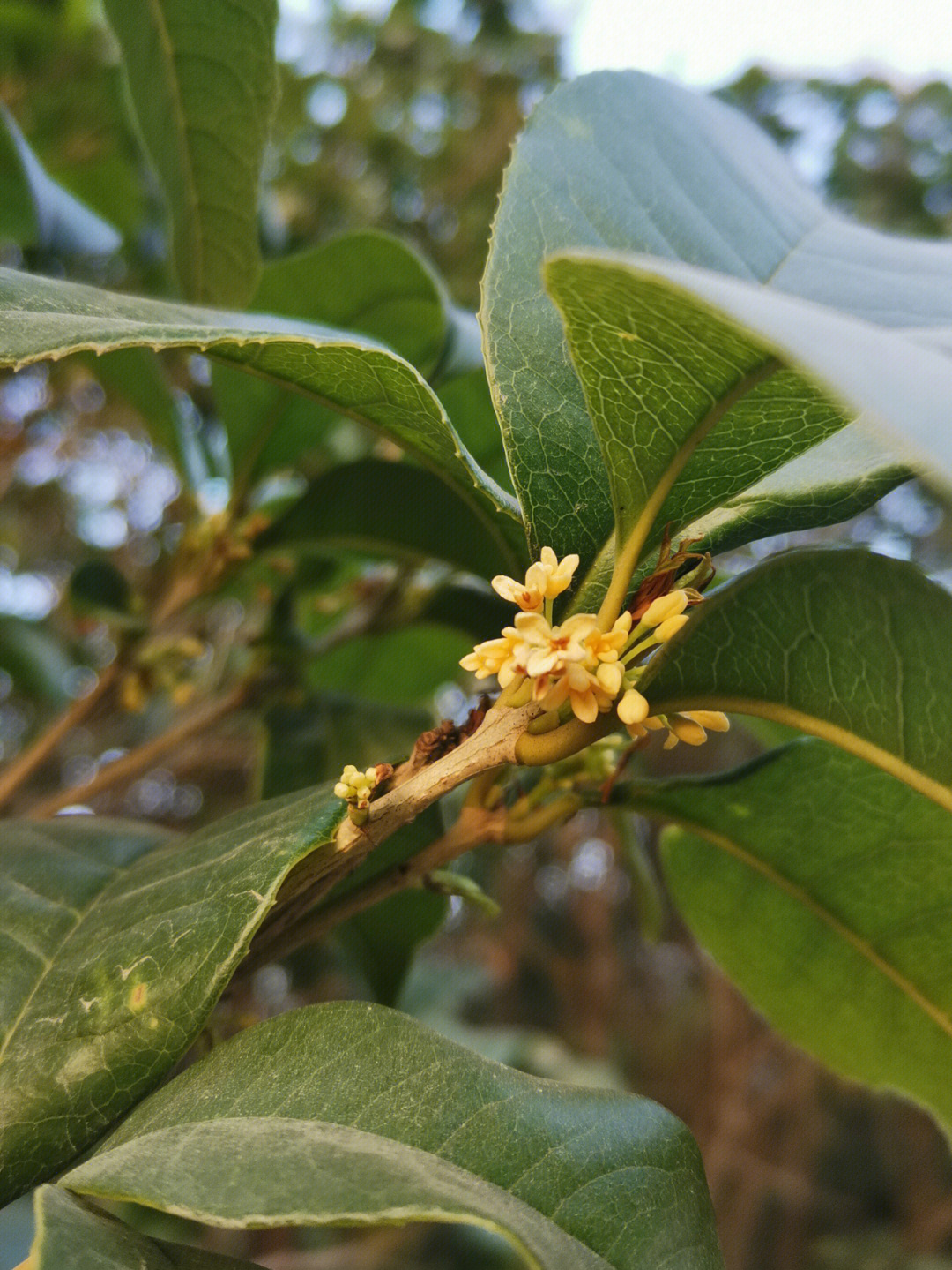 桂花的变化图片