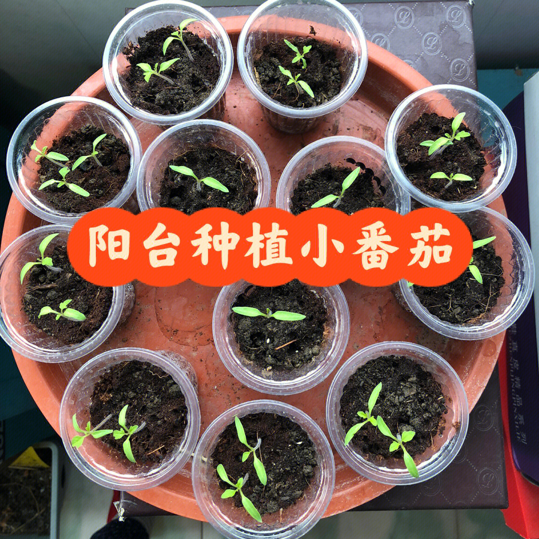 小番茄种植方法和时间图片