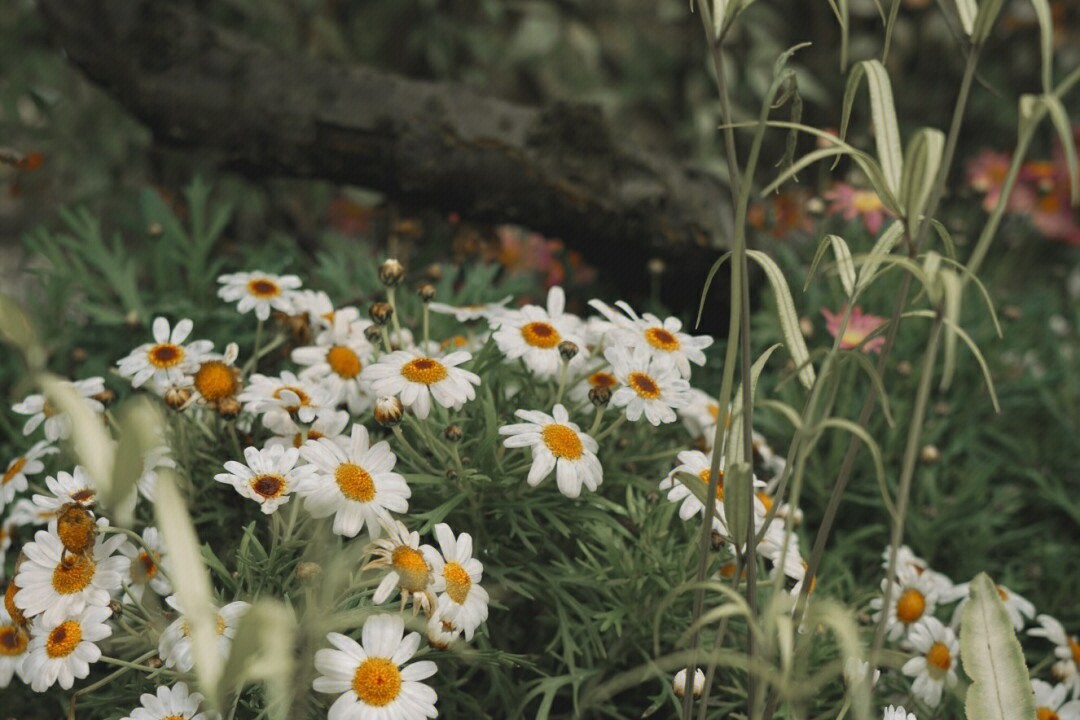 小雏菊