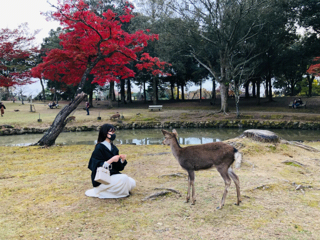 去奈良喂了小鹿04