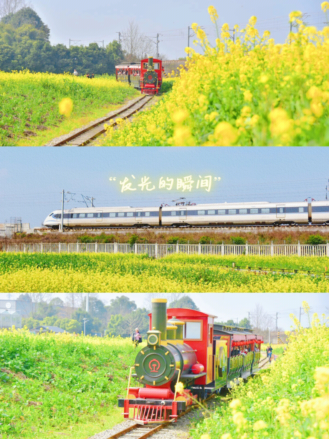 成都踏春去崇州看油菜花吧