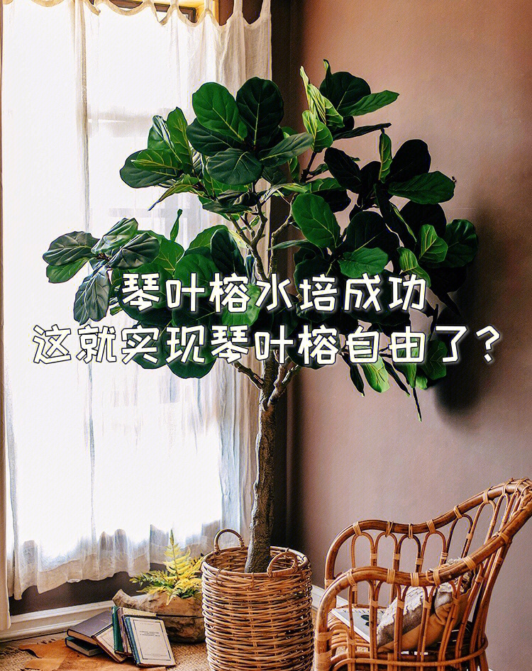 榕树水培繁殖图片