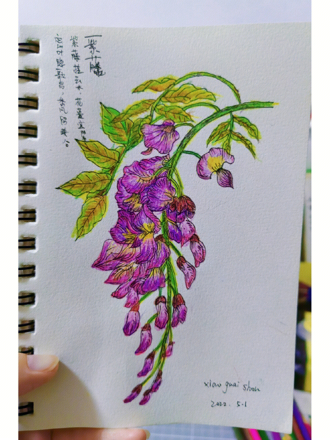 紫藤花彩铅