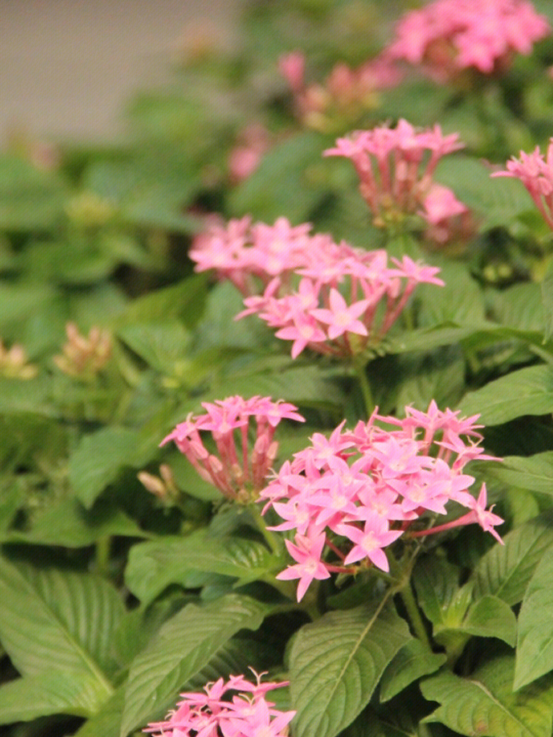 粉色的小花是什么绿化带常见花卉